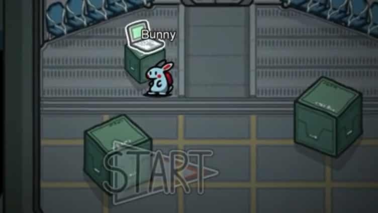 Crewbunny