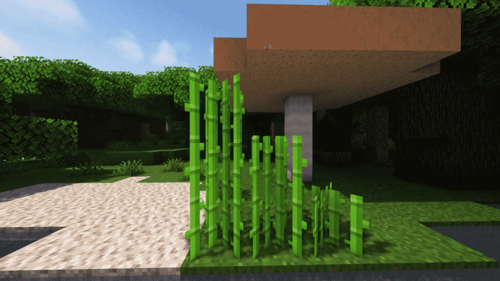Sugar Cane