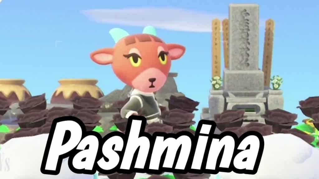 Pashmina