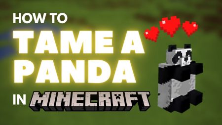 How to tame a Panda in Minecraft How to tame a Panda in Minecraft
