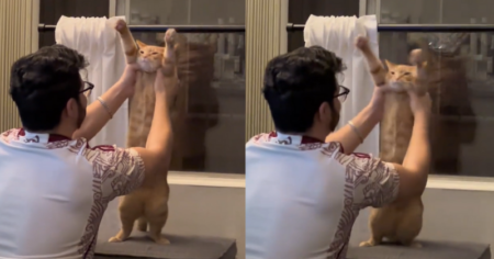 TikTok’s ‘P for Papas’ Trend Goes Viral: Users Dance with Their Cats TikTok's 'P for Papas'