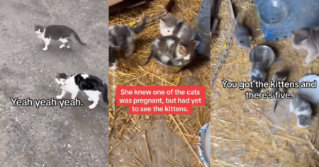 READ: Understanding TikTok’s Trending ‘Cat Distribution System’ Cat Distribution System