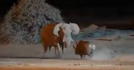 Elephant vs rhino clash